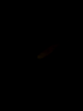 Dicksxd online show from October 2025 03:35:02 PM