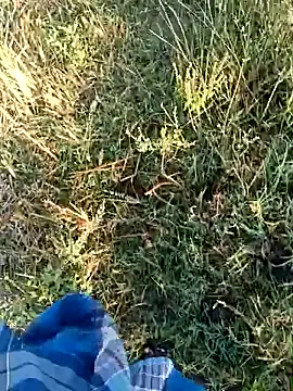 dolphiinn online show from April 2026 01:50:01 AM