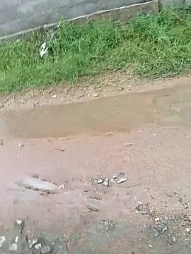 dolphiinn online show from November 2025 02:34:01 AM