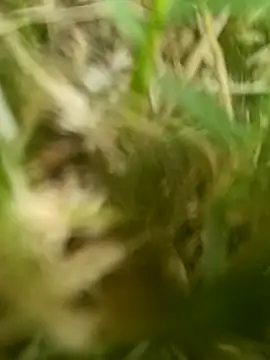 dolphiinn online show from March 2026 02:12:01 AM