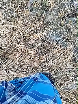 dolphiinn online show from March 2026 01:03:01 AM