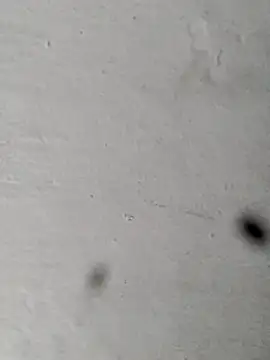 Mollysdick online show from April 2026 01:45:02 PM