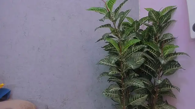 scarlett646 online show from November 2025 03:06:02 AM