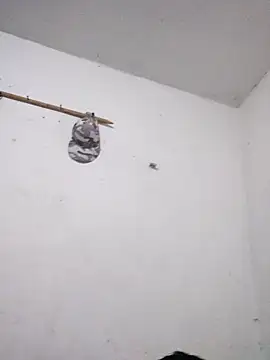 KitedSeizure online show from December 2025 11:49:01 AM