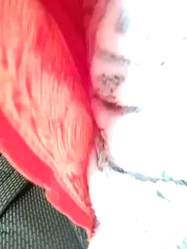 Hut rotu cute online show from January 2026 01:29:01 PM