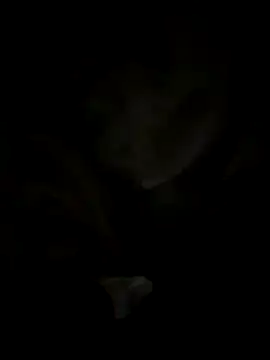 tran my online show from October 2025 05:06:01 AM