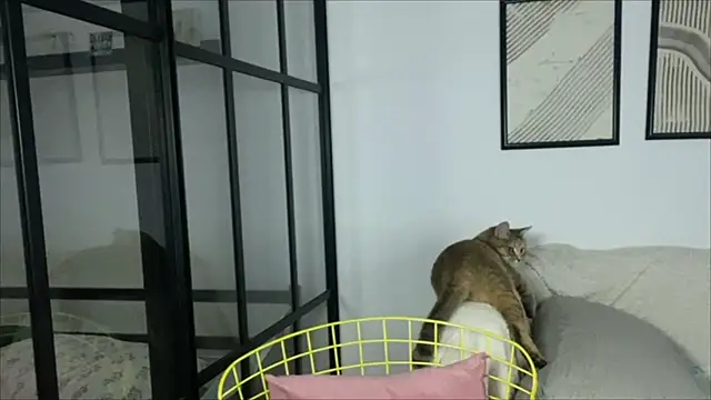 Snapshot of WonderMira chatting on November 2025 11:14:01 AM WonderMira online show from November 2025 11:14:01 AM