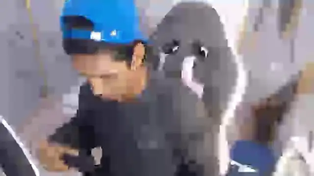 bull cam online show from November 2025 01:22:01 PM