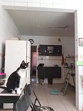 dinho carioca online show from February 2026 12:16:01 PM