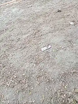 Dasdhon online show from November 2025 10:18:01 AM