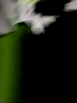 danigarci2307 online show from October 2025 10:31:02 PM