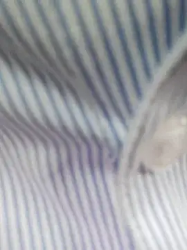 bingxin- online show from December 2025 05:21:02 AM