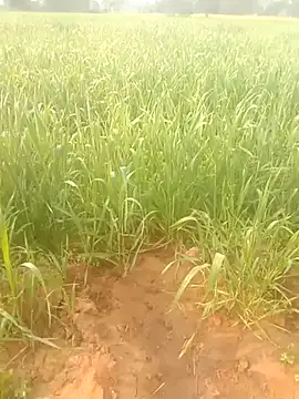 Susila ji online show from January 2026 03:54:01 AM