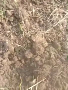 Susila ji online show from November 2025 09:21:01 AM