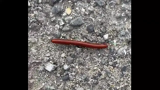 ohyesd4ddy online show from December 2025 06:20:02 PM