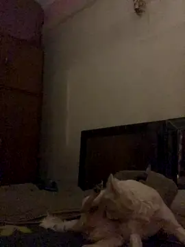 Kajal-Shemale69 online show from December 2025 11:25:01 AM