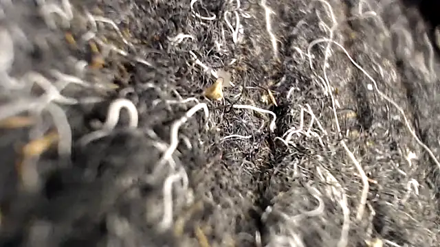 BiglovelyXXL online show from April 2026 03:46:02 AM