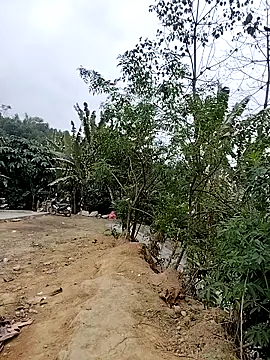 Tin tanny online show from February 2026 12:39:02 AM