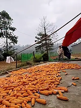 Tin tanny online show from November 2025 02:11:01 AM