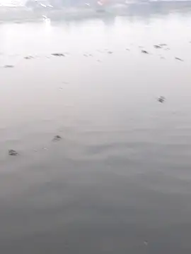 Bangladeshi Big male online show from December 2025 11:12:01 AM