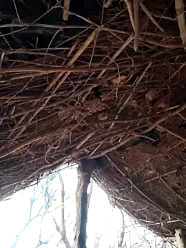 Janvi Jaitly online show from December 2025 01:27:01 AM