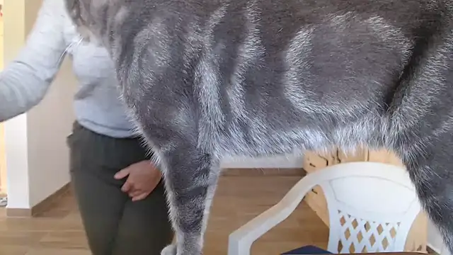 Missforever online show from March 2026 04:51:01 PM