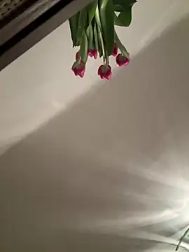 Snapshot of SophiiaStarr chatting on February 2026 07:33:01 PM SophiiaStarr online show from February 2026 07:33:01 PM