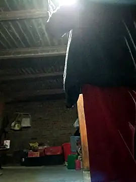 kemtuoi-sex online show from November 2025 01:58:01 PM