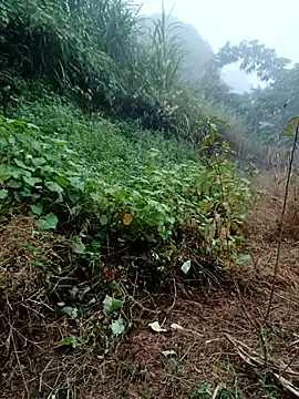 kemtuoi-sex online show from October 2025 08:33:02 AM