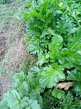 kemtuoi-sex online show from February 2026 10:17:02 AM