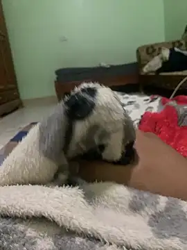 Snapshot of ali__ali210 chatting on October 2025 01:23:01 PM ali ali210 online show from October 2025 01:23:01 PM