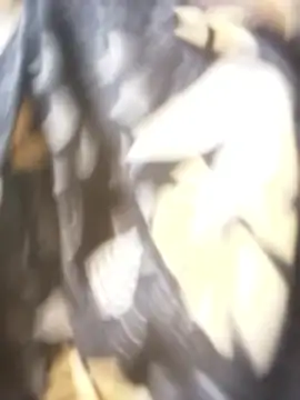 sanaya 3 online show from November 2025 02:15:01 AM