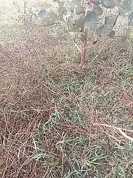 AgitatedStrip9 online show from November 2025 01:53:02 AM