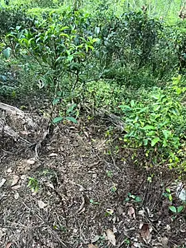 Gihan sil1088 online show from September 2025 08:52:01 AM