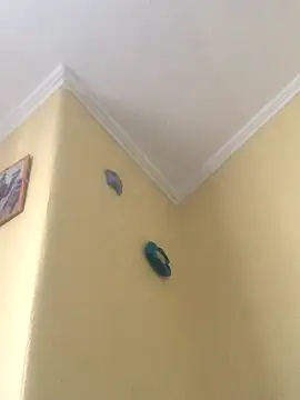 tiago1981pt online show from September 2025 02:33:01 PM