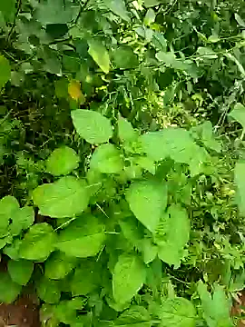 telugumodda4396 online show from October 2025 05:50:02 AM