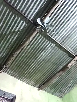 Haliya88 online show from November 2025 11:08:02 PM