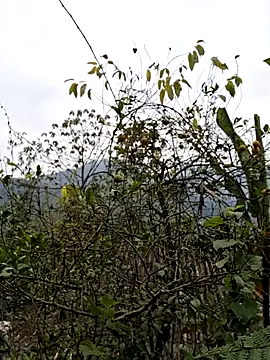 xuxulovezz online show from January 2026 01:00:02 AM