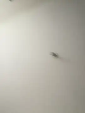 Dania Oconor online show from January 2026 10:14:02 PM