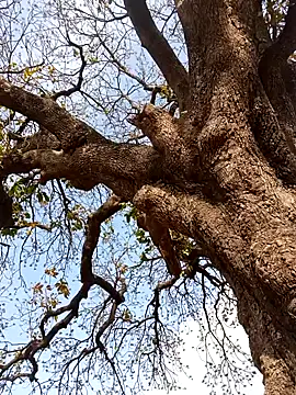 Rs sonam online show from April 2026 10:55:01 AM