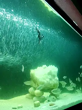 Snapshot of kata_77 chatting on October 2025 03:52:01 AM kata 77 online show from October 2025 03:52:01 AM