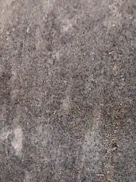 nagepalli online show from November 2025 03:28:02 AM