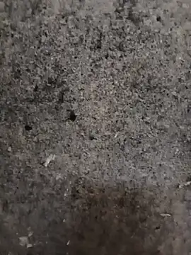 nagepalli online show from November 2025 02:15:01 AM