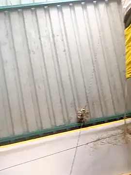 harinisree online show from October 2025 05:37:02 AM