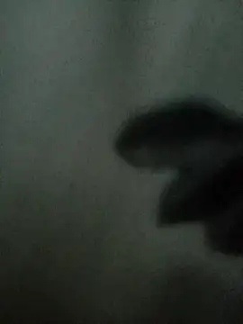 Mssbig online show from November 2025 11:36:02 AM