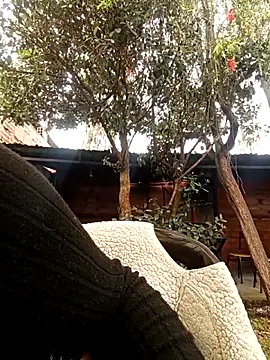 Jade 1-9 online show from October 2025 05:43:01 PM