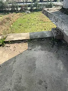 dachui 168 online show from February 2026 03:24:01 AM