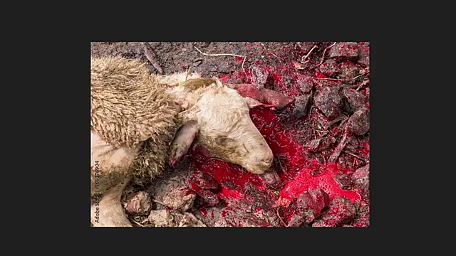 Playful Lia online show from April 2026 02:04:02 AM