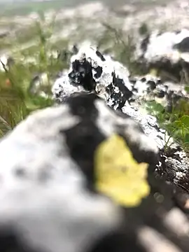 Sert erkek21 ysm online show from April 2026 01:28:01 PM