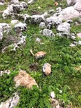 Sert erkek21 ysm online show from March 2026 01:20:01 PM